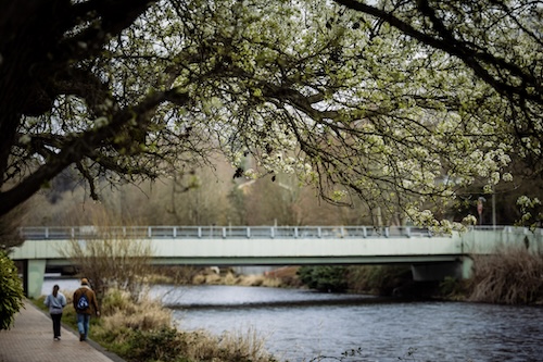 Flowering trees by a river in the 9th District